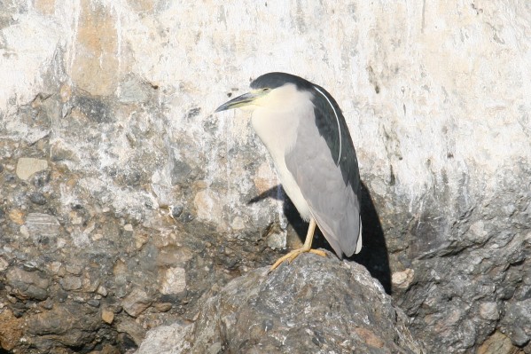 Black-crowned Night Heron